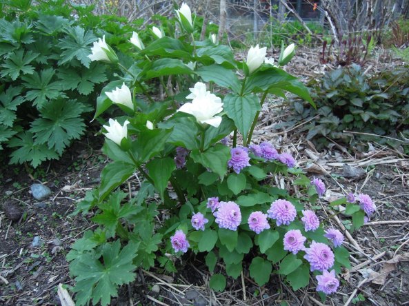 Trillium grandiflorum flore pleno, growing with Anemonella thalictroides "Schoaf's Double Pink"